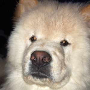 Meet your Posher, Paul